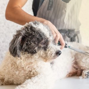 Elevate Your Pet Care Skills With Guide To Dog Grooming Men's Shop Online at Special Price from Dubai Shopping City