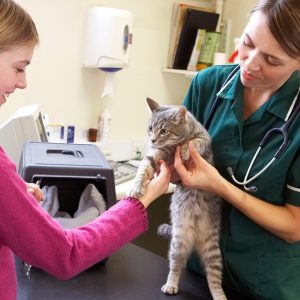 Medical Services For Pets At Pet Joy Veterinary Clinic PETS Shop Online at Special Price from Dubai Shopping City