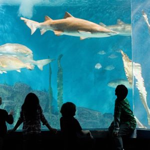 Nature & Ocean Wonders: Dubai Miracle Garden + Dubai Aquarium Combo Men's Shop Online at Special Price from Dubai Shopping City