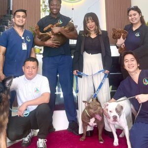 Pawfect Makeover: Basic & Full Pet Grooming For Cats And Dogs PETS Shop Online at Special Price from Dubai Shopping City