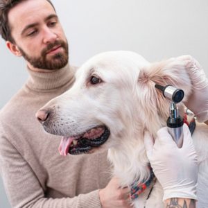 Dog & Cat Medical Check-Up, Annual Vaccination & Wellness Packages PETS Shop Online at Special Price from Dubai Shopping City