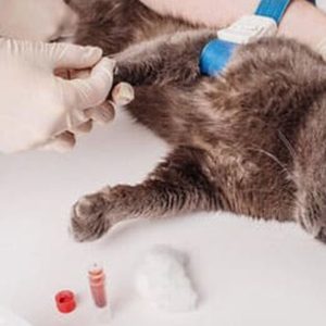 Female Cat Spaying Up To Or Above 20 Kg, Male Dog Castration & More PETS Shop Online at Special Price from Dubai Shopping City