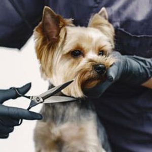 Fresh & Fluffy Pet Grooming – Full Grooming With Haircut (Cats & Dogs) PETS Shop Online at Special Price from Dubai Shopping City