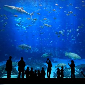 Istanbul Aquarium Ticket & Shuttle Experiences Istanbul Experiences Shop Online at Special Price from Dubai Shopping City