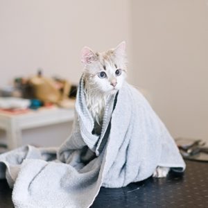 Pet Pamper Grooming: Full Grooming + Haircut For Cats & All Dog Sizes PETS Shop Online at Special Price from Dubai Shopping City