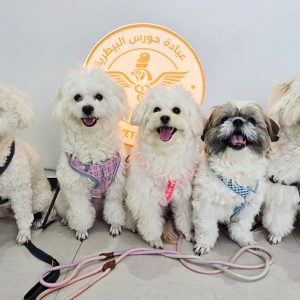 Explore Vaccine And Grooming Packages For Your Pet PETS Shop Online at Special Price from Dubai Shopping City