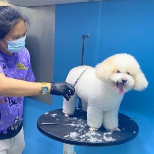 Get Full Grooming For Cats Or Small, Medium, Large Or Extra Large Dogs PETS Shop Online at Special Price from Dubai Shopping City