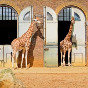 London Zoo: Entry Ticket Recently Added Experiences London Recently Added Experiences Shop Online at Special Price from Dubai Shopping City