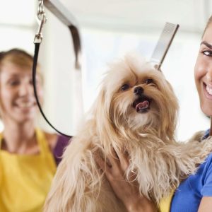 Small Cat/Dog, Medium Dog Or Large Dog Full Grooming PETS Shop Online at Special Price from Dubai Shopping City