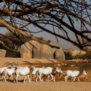 Al Ain Zoo Tickets Experiences Al Ain Experiences Shop Online at Special Price from Dubai Shopping City