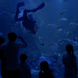 Oman Aquarium at Mall of Muscat Experiences Muscat Experiences Shop Online at Special Price from Dubai Shopping City 2