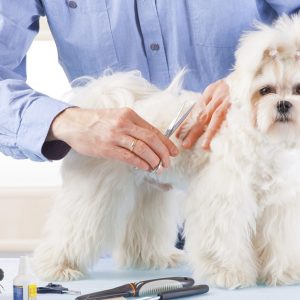 Pet – Grooming Salon PETS Shop Online at Special Price from Dubai Shopping City