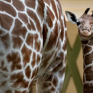 ARTIS Amsterdam Royal Zoo: Entry Ticket Experiences Amsterdam Experiences Shop Online at Special Price from Dubai Shopping City