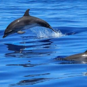 Bandar Rowdha Marina Dolphin Tour Boat Package Recently Added Experiences Muscat Recently Added Experiences Shop Online at Special Price from Dubai Shopping City