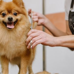 Basic Tidy Up & Full Royal Grooming For Dogs & Cats PETS Shop Online at Special Price from Dubai Shopping City
