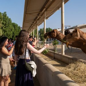 Camelicious – Camel Farm & Factory Tour with Camel Product Tasting Must-see attractions Dubai Must-see attractions Shop Online at Special Price from Dubai Shopping City 2