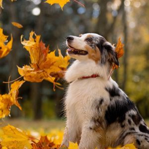Canine Behavior & Puppy Training Courses Men's Shop Online at Special Price from Dubai Shopping City