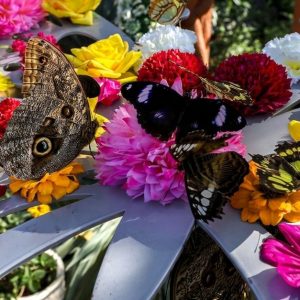 Discover Dubai Butterfly Garden: Entry For 1, 2, Or 4 Adults WATER SPORTS Shop Online at Special Price from Dubai Shopping City