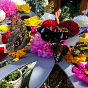 Dubai Butterfly Garden & Miracle Garden Pass For One, Two Or Four WATER SPORTS Shop Online at Special Price from Dubai Shopping City