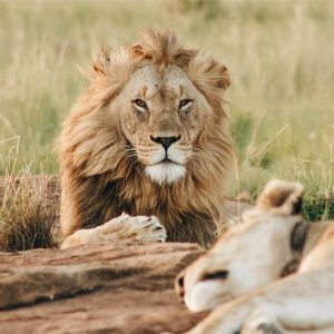 Dubai Safari Park Experiences Dubai Experiences Shop Online at Special Price from Dubai Shopping City