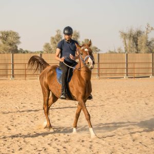 Horse Riding At Mleiha Arena Sports Events Sharjah Sports Events Shop Online at Special Price from Dubai Shopping City