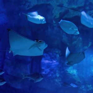 Marassi Aquarium & Underwater Zoo Tickets Top-Rated Attractions Manama Top-Rated Attractions Shop Online at Special Price from Dubai Shopping City