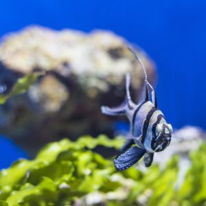 SEA LIFE Manchester Entry Ticket Top-Rated Attractions Manchester Top-Rated Attractions Shop Online at Special Price from Dubai Shopping City