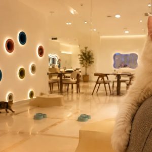 2-hr Build & Play Or Cats Cuddle Zone For 1 Person Or 1 Adult & Child EXPERIENCES Shop Online at Special Price from Dubai Shopping City