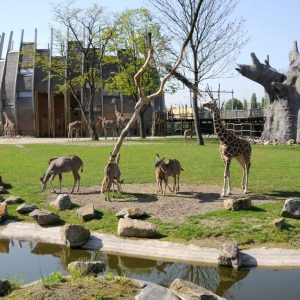 Blijdorp Rotterdam Zoo: Skip The Line Ticket Indoor Attractions Rotterdam Indoor Attractions Shop Online at Special Price from Dubai Shopping City