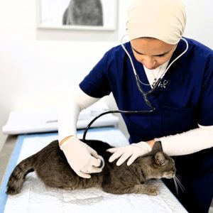 Comprehensive Vet Care: Vaccinations, Surgeries, X-rays For Pets PETS Shop Online at Special Price from Dubai Shopping City