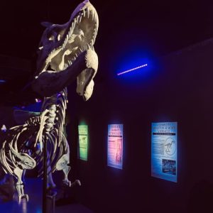 Dinosaurs: The Immersive Odyssey at Dubai Festival City Mall, Dubai, United Arab Emirates Activities & Events Shop Online at Special Price from Dubai Shopping City