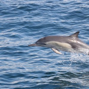 Dolphins Watching Sightseeing and Tours Muscat Sightseeing and Tours Shop Online at Special Price from Dubai Shopping City