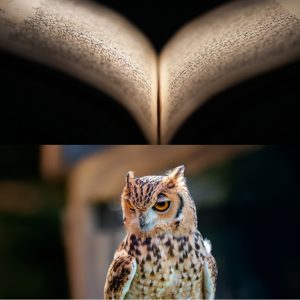 Emirates Park Zoo + Free Light and Peace museum Combos and more adventures Abu Dhabi Combos and more adventures Shop Online at Special Price from Dubai Shopping City