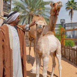 Emirati Hospitality Experience (Breakfast) Sightseeing and Tours Dubai Sightseeing and Tours Shop Online at Special Price from Dubai Shopping City