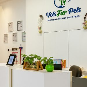 Professional Pet Grooming For Cats, Medium Or Large Dogs PETS Shop Online at Special Price from Dubai Shopping City