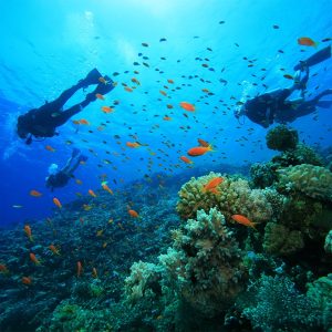 Scuba Diving at Sealine – Qool Qatar Must-see attractions Doha Must-see attractions Shop Online at Special Price from Dubai Shopping City