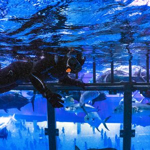 Shark Dive in Dubai Aquarium (Certified Divers Only) Recently Added Experiences Dubai Recently Added Experiences Shop Online at Special Price from Dubai Shopping City