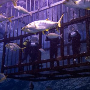 Shark Walker in Dubai Aquarium Recently Added Experiences Dubai Recently Added Experiences Shop Online at Special Price from Dubai Shopping City